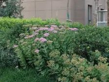 上西园格兰绿都园林小区大三室南北通透