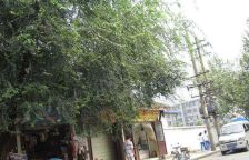 清源环街368号院 2室1厅 西南