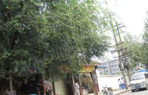 天骄苑1室1厅东南