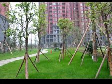 中房学府海棠一期 3室1厅 南