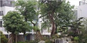 西区花园晨之曦3室2厅东南