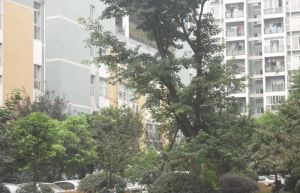 龙腾花园1室1厅东
