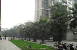 北欧丽景 1室2厅 南