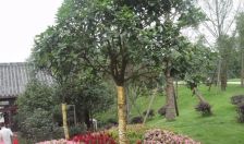 成都合院公园里 3室2厅 东南