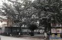 茂园实景图