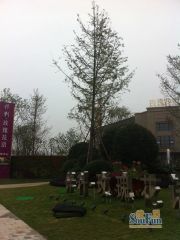 保利玫瑰花语3室1厅西