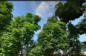 成都森林实景图