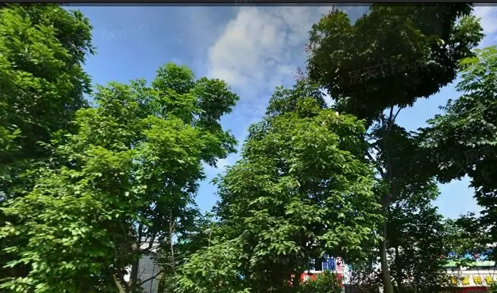 成都森林实景图
