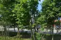 成都森林实景图