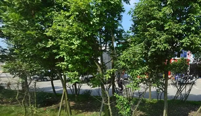 成都森林实景图