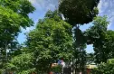 成都森林实景图