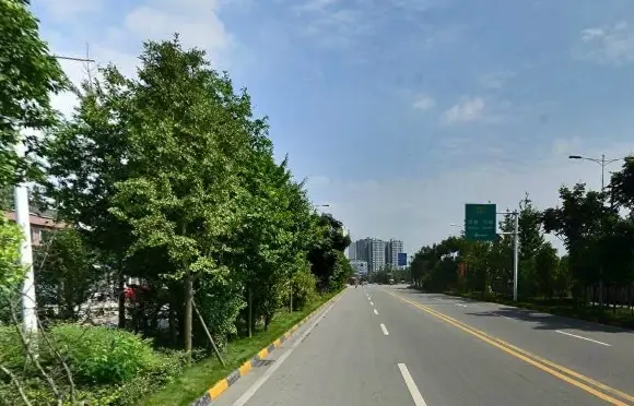 成都森林实景图