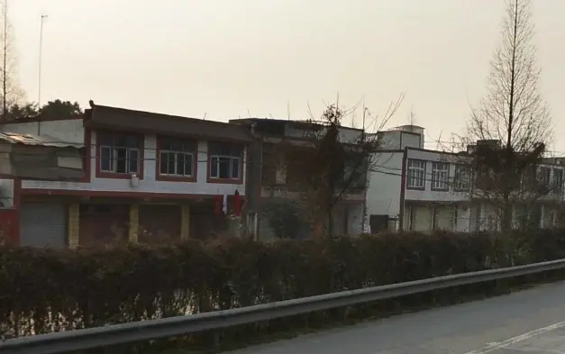 万湾树实景图