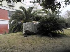 精装修未入住 22平大车库 2楼 采光好