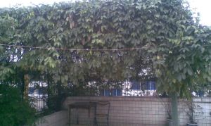 北顺城街39号 3室2厅 南