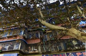 青龙横街37号 2室1厅 东南 南