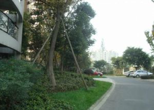 西花汀3室2厅南