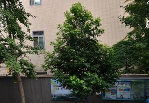 滨江中路1号1室1厅南北