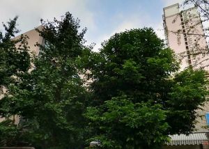 滨江中路1号3室2厅南北