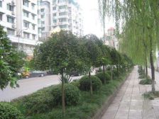 南方花园5室2厅东南