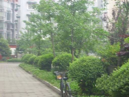 煌歌艺树实景图