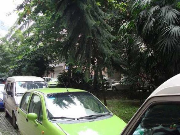 煌歌艺树实景图