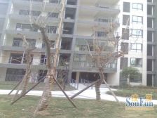 空港之星 3室2厅 南