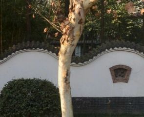 芙蓉古城川西区4室1厅东北