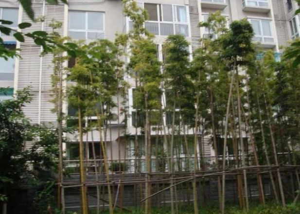 清荷苑实景图