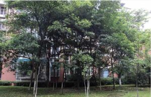启明花园 3室2厅 南