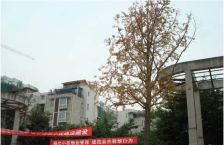 七彩花都B区一期4室1厅东南西北