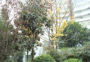 漫城 3室2厅 南