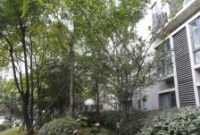 西郡香林 3室1厅 西南