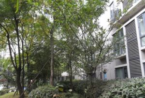 西郡香林3室1厅东南