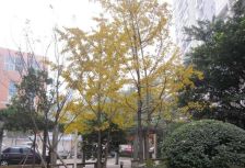 林荫嘉园 2室1厅 东南