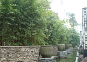 德坤竹韵坊 3室1厅 南