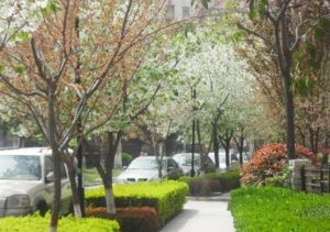 蔚蓝花城B区3室2厅东南
