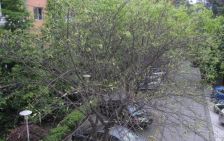 向阳茗苑3室2厅北