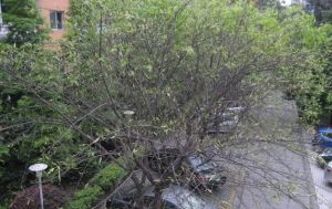 向阳茗苑 3室2厅 东南