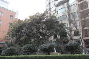 清江花园 3室2厅 东