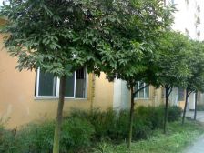 纯真年代 1室1厅 南