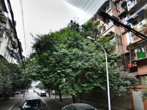 桂花巷59号 3室2厅 东南