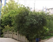吉祥花园 4室1厅 南
