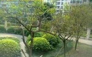 双顺峰,业主自住,装修保养比较新净
