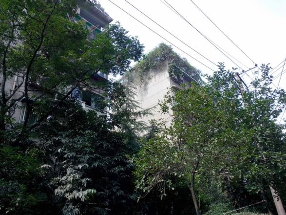 青春岛社区实景图