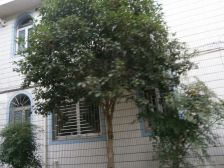 紫薇三村三朝阳飞机户型交通便利出行方便
