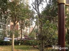 房子满五唯一 没有贷款 看房方便 带露台 采光好