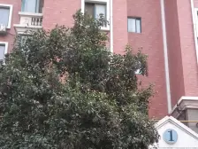 米兰阳光 1室1厅 南 北