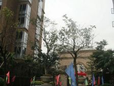 三迪凯旋枫丹 1室1厅 南