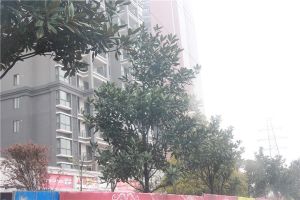 小区自篮球场地丰源国际带装修拎包入住顶楼